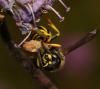 Ancistrocerus sp.